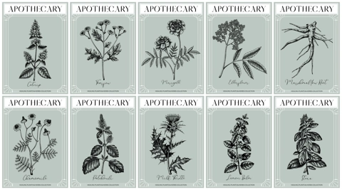 Apothecary labels set. Healing plants and medicinal herbs sketches. Art nouveua, adt deco, retro style. Vintage frame design templates. NOT AI generated